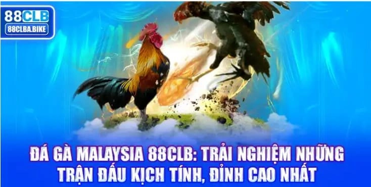 da-ga-malaysia-88clb-trai-nghiem-nhung-tran-dau-kich-tinh-dinh-cao-nhat