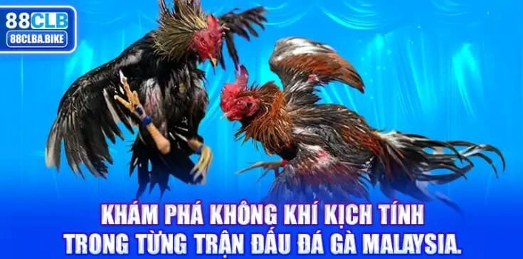 kham-pha-khong-khi-kich-tinh-trong-tung-tran-dau-da-ga-malaysia-