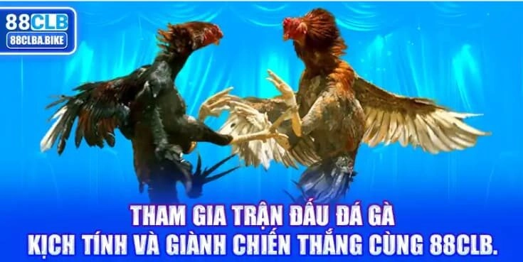 tham-gia-tran-dau-da-ga-kich-tinh-va-gianh-chien-thang-cung-88clb