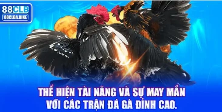 the-hien-tai-nang-va-su-may-man-voi-cac-tran-da-ga-dinh-cao-