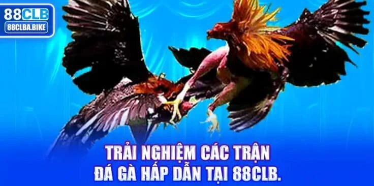 trai-nghiem-cac-tran-da-ga-hap-dan-tai-88clb-